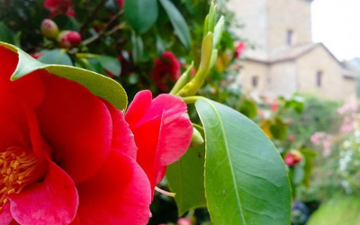 PASQUA CON LA SIGNORA DELLE CAMELIE 