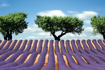 SCONFINATI ORIZZONTI DI LAVANDA
