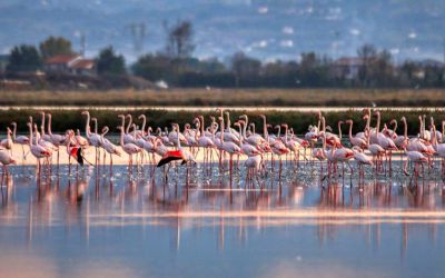 RAVENNA E LA SAGRA DELL’ANGUILLA